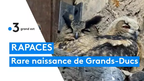 Deux petits hiboux Grands-Ducs apprennent à voler à Wissembourg