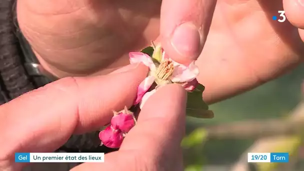 Gel de printemps : arboriculteurs et vignerons en alerte dans le Tarn