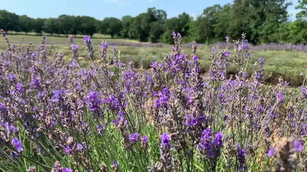 Lot : la lavande fait son retour sur les causses du Quercy