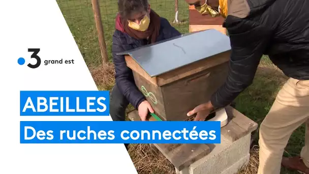 Numérique : des ruches connectées pour les abeilles