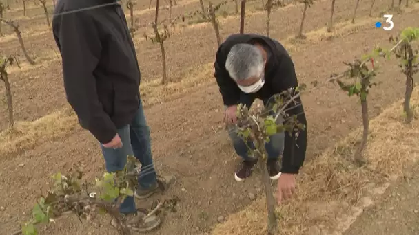 Aude : le gel a fait "un carnage" dans les vignobles