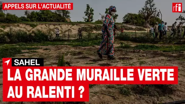 Sahel : la grande muraille verte a besoin d'un second souffle