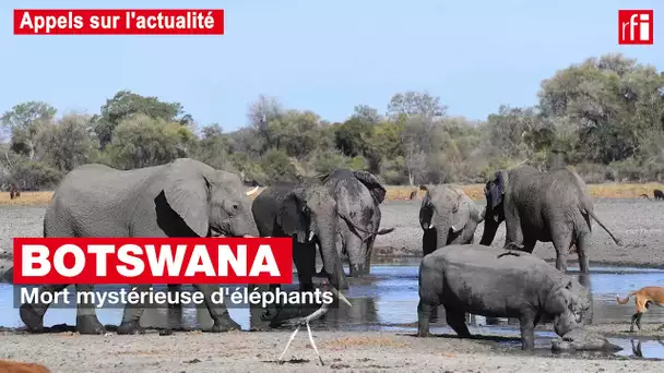 Botswana : mort mystérieuse de centaines d'éléphants