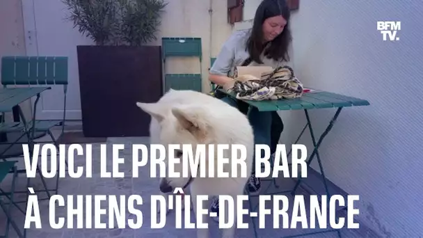Le "Toutouccino": le premier bar à chiens d’Île-de-France