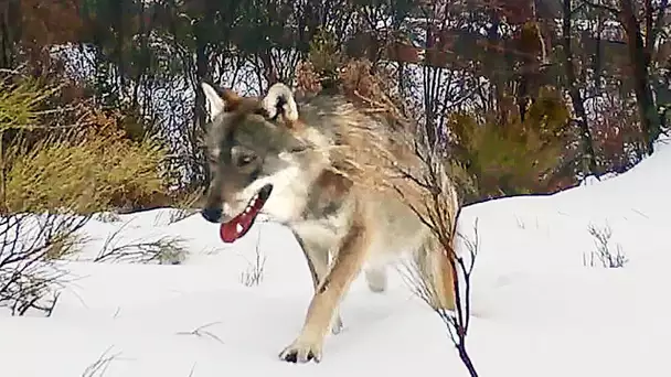 MARCHE AVEC LES LOUPS Bande Annonce (2020) Documentaire