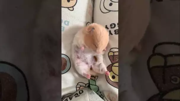 Cute hamster 😍♥️