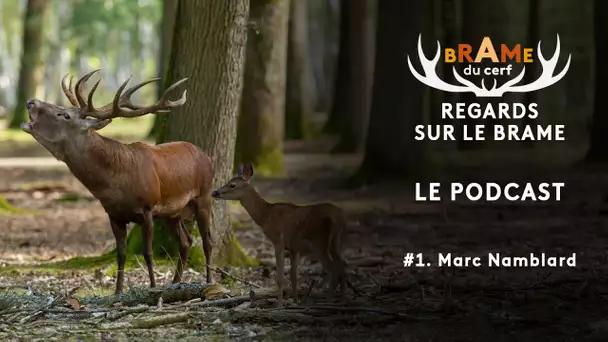 Le brame du cerf avec Marc Namblard