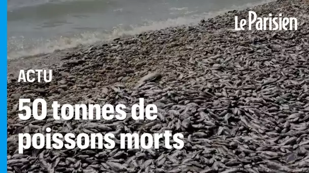 Des milliers de poissons morts envahissent le port de Volos en Grèce