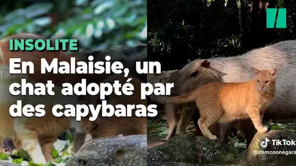 Ce chat adopté par des capybaras est devenu la vedette du zoo national de Malaisie