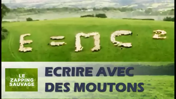 Les moutons savent-ils écrire ? - ZAPPING SAUVAGE 31