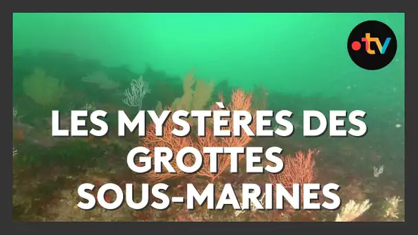Grottes sous-marines du Pays basque : un trésor de biodiversité à découvrir