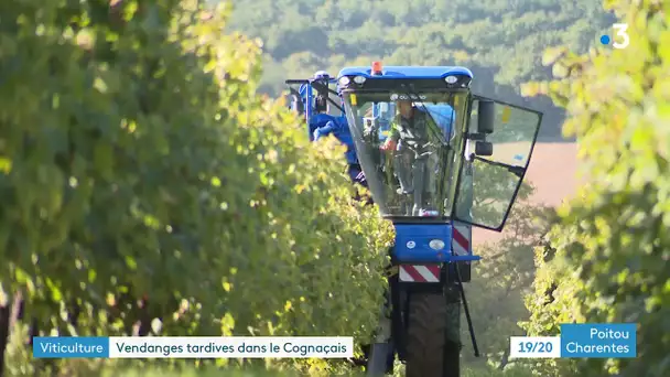 Viticulture : vendanges tardives dans le Cognaçais