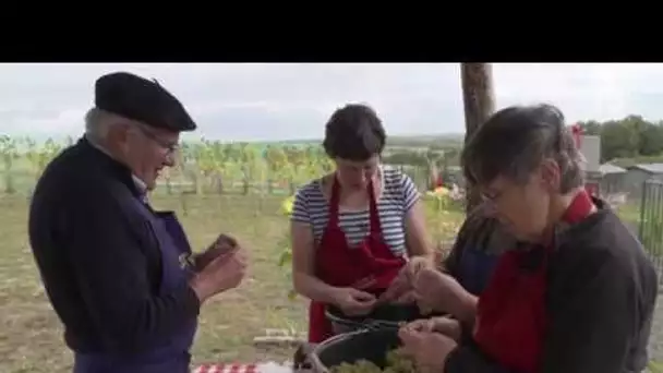 Découvrez les vignobles du Mont Saint-Siméon à Noyon