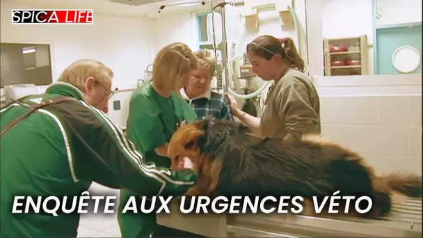 Urgence : enquête sur les vétos prêts à tout