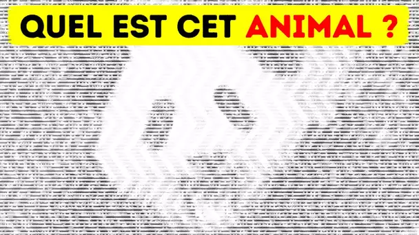 Voici un Test Visuel Que Seuls Les Plus Attentifs Réussiront