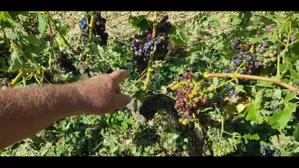 Hérault : la grêle détruit des vignes à 3 semaines des vendanges au nord de Béziers