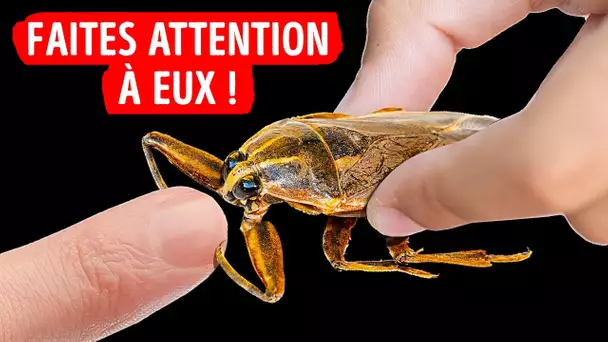 Si vous voyez ceci sous l'eau, sortez vite !