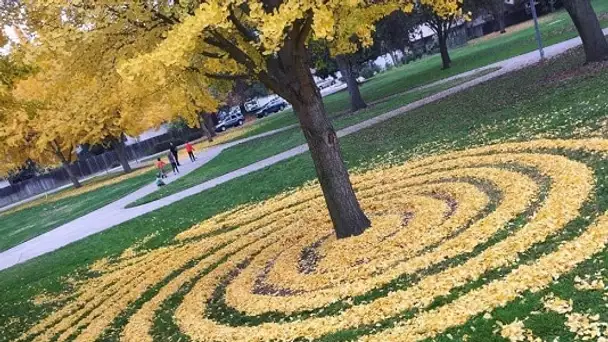 Cette artiste fait du Land Art avec des feuilles mortes !