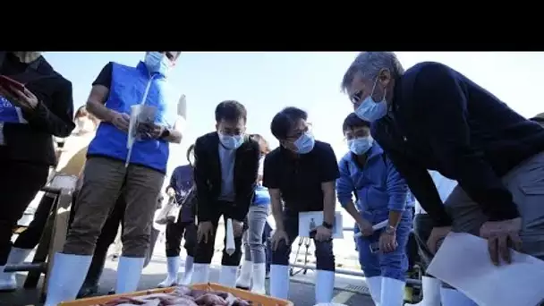 Japon : l'AIEA inspecte des poissons sur un marché de Fukushima