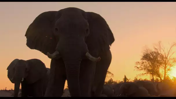 Éléphants - Bande-annonce | Disney