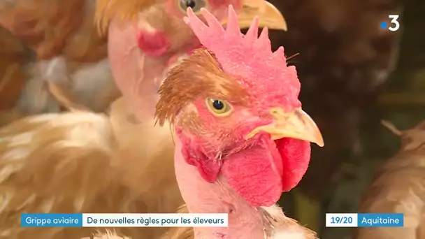 Aquitaine : nouvelles mesures pour prévenir une épidémie de grippe aviaire dans les élevages