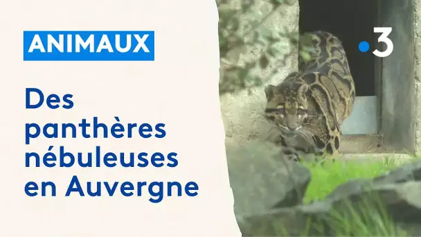 Des panthères nébuleuses en Auvergne