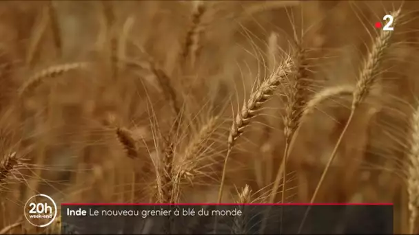 🇮🇳 🌾 Le blé : une matière première bientôt fournie par l’Inde ?