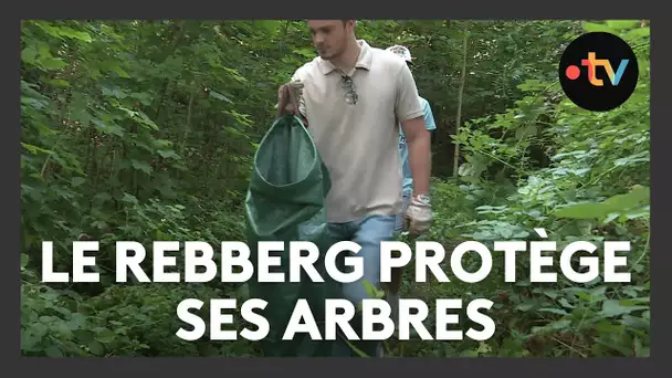 Le Rebberg se mobilise pour son patrimoine arboré
