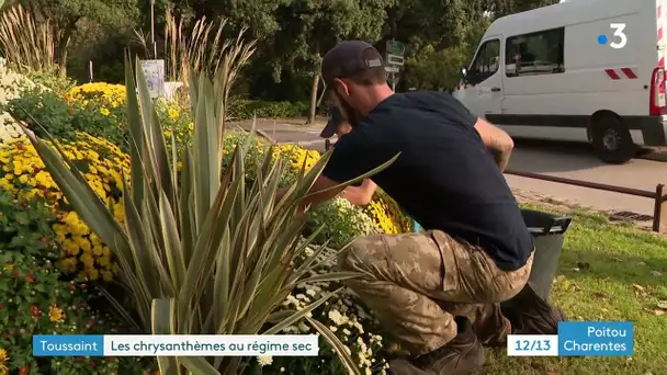 La Rochelle : les chrysanthèmes au régime sec