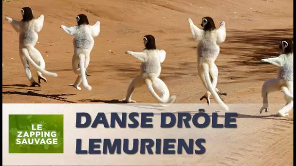 Danse lémuriens très drôle - ZAPPING SAUVAGE 21