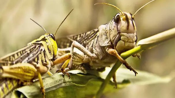 Un milliard de sauterelles dévaste Madagascar - ZAPPING SAUVAGE