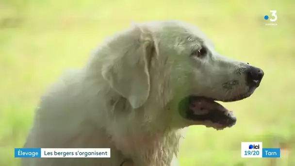 Des patous pour protéger les troupeaux des loups