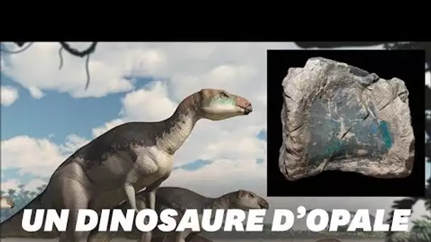 Des fossiles d'opale révèlent une nouvelle espèce de dinosaures