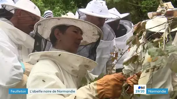 Au rucher-école de Mondeville (14) on apprend à s'occuper de l'abeille noire de Normandie