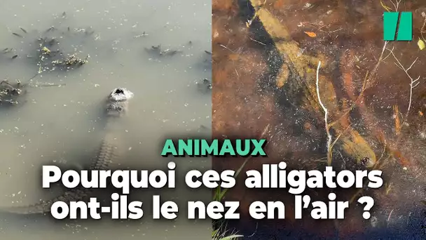 Ces alligators ont trouvé le moyen de survivre au froid… le nez en l’air