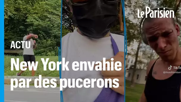 « C’est inhabituel » : après la fumée du Canada, New York envahi par les nuées d’insectes