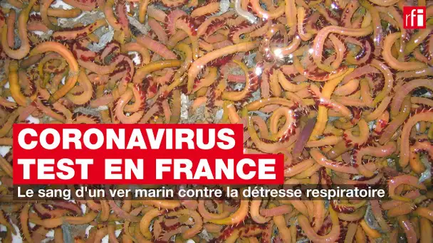 Le sang d'un ver marin contre la détresse respiratoire