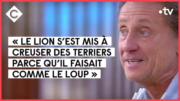 « Le loup et le lion » devant la caméra de G. de Maistre - C à vous - 08/10/2021