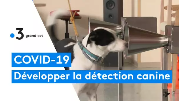 Covid-19 : utiliser le flair d'un chien pour détecter le virus