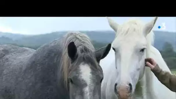 Un couple vend ses percherons après 44 ans de passion, d'amour et de concours