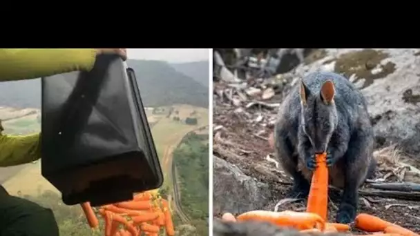 Les hélicoptères déposent un grand nombre de livres de légumes pour les créatures australiennes ...