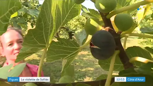 Les producteurs de Solliès-Pont se préparent pour la 23e fête de la figue