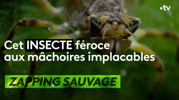 Cet insecte féroce aux mâchoires implacables - ZAPPING SAUVAGE