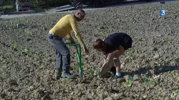 Côte-d’Or : des lycéens replantent de pieds de vigne à Talant