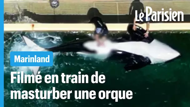 La vidéo d'une orque stimulée sexuellement à Marineland crée la polémique