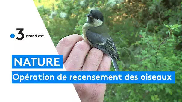 Opération de recensement des oiseaux en Haute-Marne