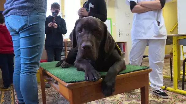 Tarn : des chiens pour aider les enfants autistes à s’intégrer à l’hôpital psychiatrique d'Albi