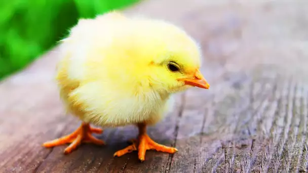 Les animaux de la ferme : La Poule et les Poussins