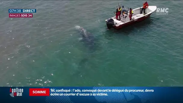 Un baleineau aperçu au large de Palavas-les-Flots