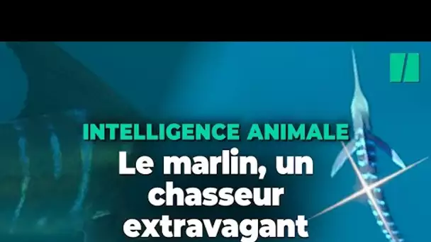 Ces poissons changent de couleur pour chasser et c’est fascinant